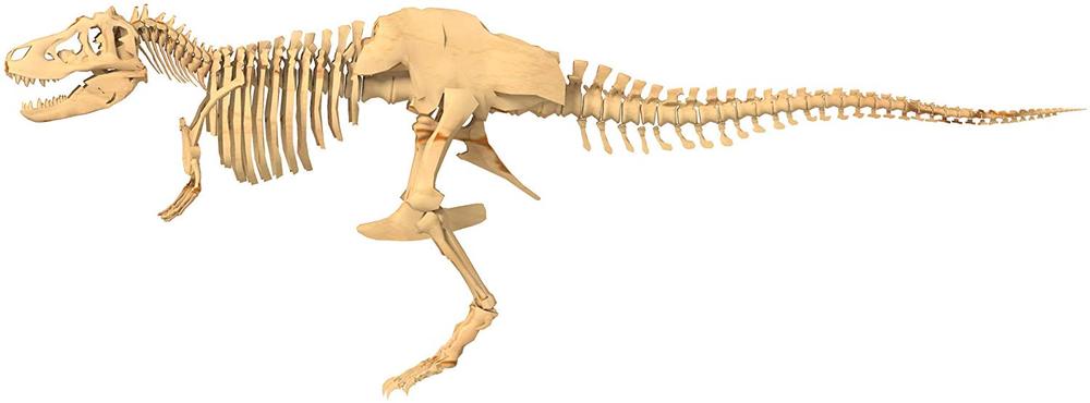 GIANT DINOSAUR SKELETON KIT