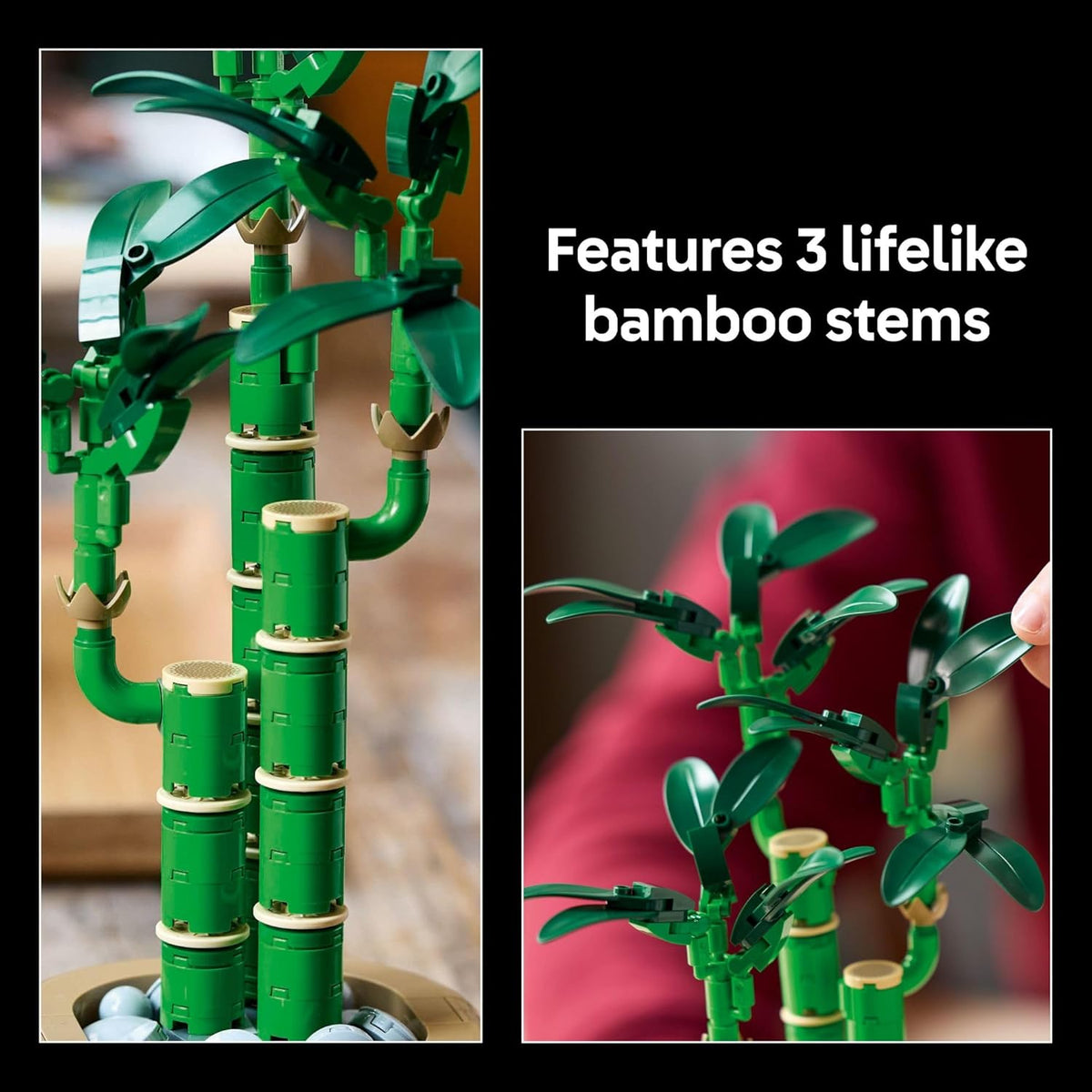 LUCKY BAMBOO