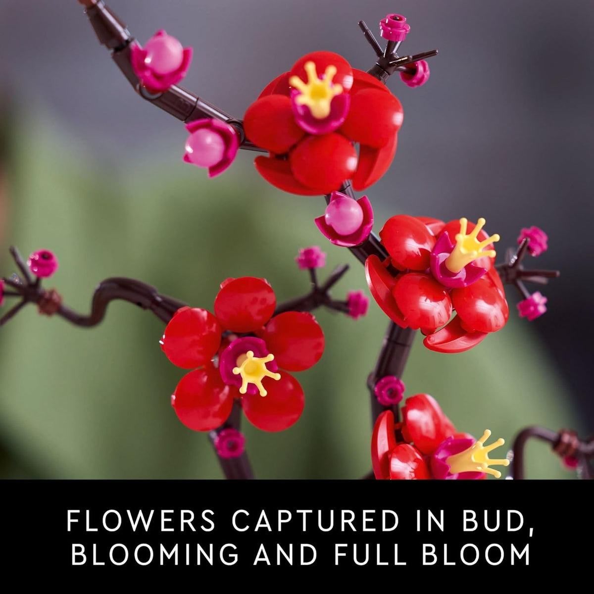 PLUM BLOSSOM