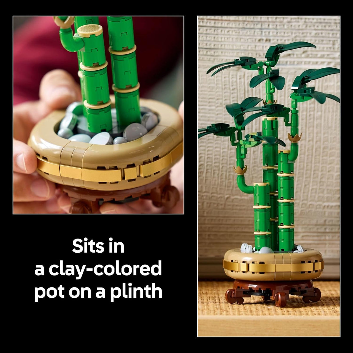LUCKY BAMBOO